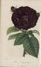 Laquintinye rose photo
