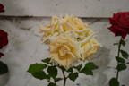 Angel View rose photo