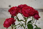 Fields of Fromelles rose photo