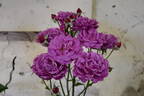 Mornington rose photo