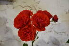 City of Belfast ® rose photo