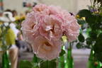 Lacy Parasol rose photo