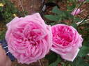 Capitaine Dyel de Graville rose photo
