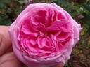 Capitaine Dyel de Graville rose photo