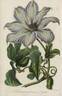 <i>C. patens</i> 'Sophia' clematis photo