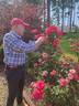 Highwire Flyer™ rose photo