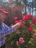 Highwire Flyer™ rose photo