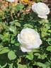 Pearlescent ™ rose photo