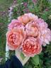 Carding Mill ™ rose photo