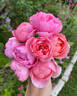 Boscobel rose photo