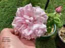 La France rose photo