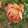 Condesa de Sástago rose photo