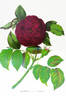 Kaiser Wilhelm I rose photo