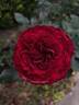 Back in Black rose photo