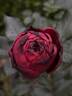 Back in Black rose photo