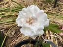 Mademoiselle Augustine Guinoisseau rose photo