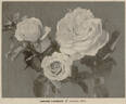 Léonie Lambert rose photo