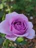 Lavender Veranda rose photo
