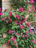 Cancan ™ rose photo