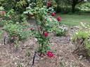 Argosy rose photo