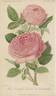 Comtesse Cécile de Chabrillant rose photo