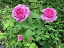 Madame Boll rose photo
