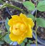 Sunsplash ™ rose photo
