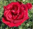 Always rose photo