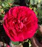 Rosemantic Red rose photo