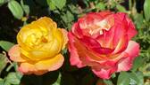 Flaming Star rose photo