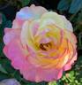 Flaming Star rose photo