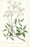 C. erecta flore pleno clematis photo