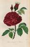 Triomphe d'Amiens rose photo