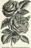 Magna Charta rose photo