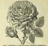 Abel Carrière rose photo