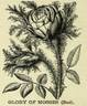 Gloire des Mousseux rose photo