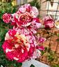 Abracadabra rose photo