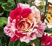 Abracadabra rose photo