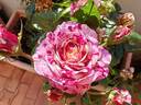 Abracadabra rose photo