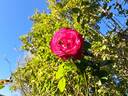 Baronne Edmond de Rothschild, Cl. rose photo