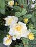 Loreto Gold rose photo