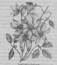 <i>C. indivisa</i> var. <i>lobata</i> Willd. synonym clematis photo