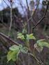 Alba Suaveolens rose photo