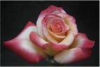 Gemini's Charm rose photo