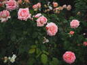 MEIffable rose photo