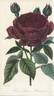 Prince Humbert rose photo