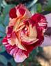 Avant-Garde rose photo