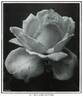 Miss Annie Crawford rose photo