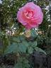 Jean Carles rose photo