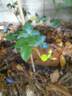 Coral Dawn rose photo